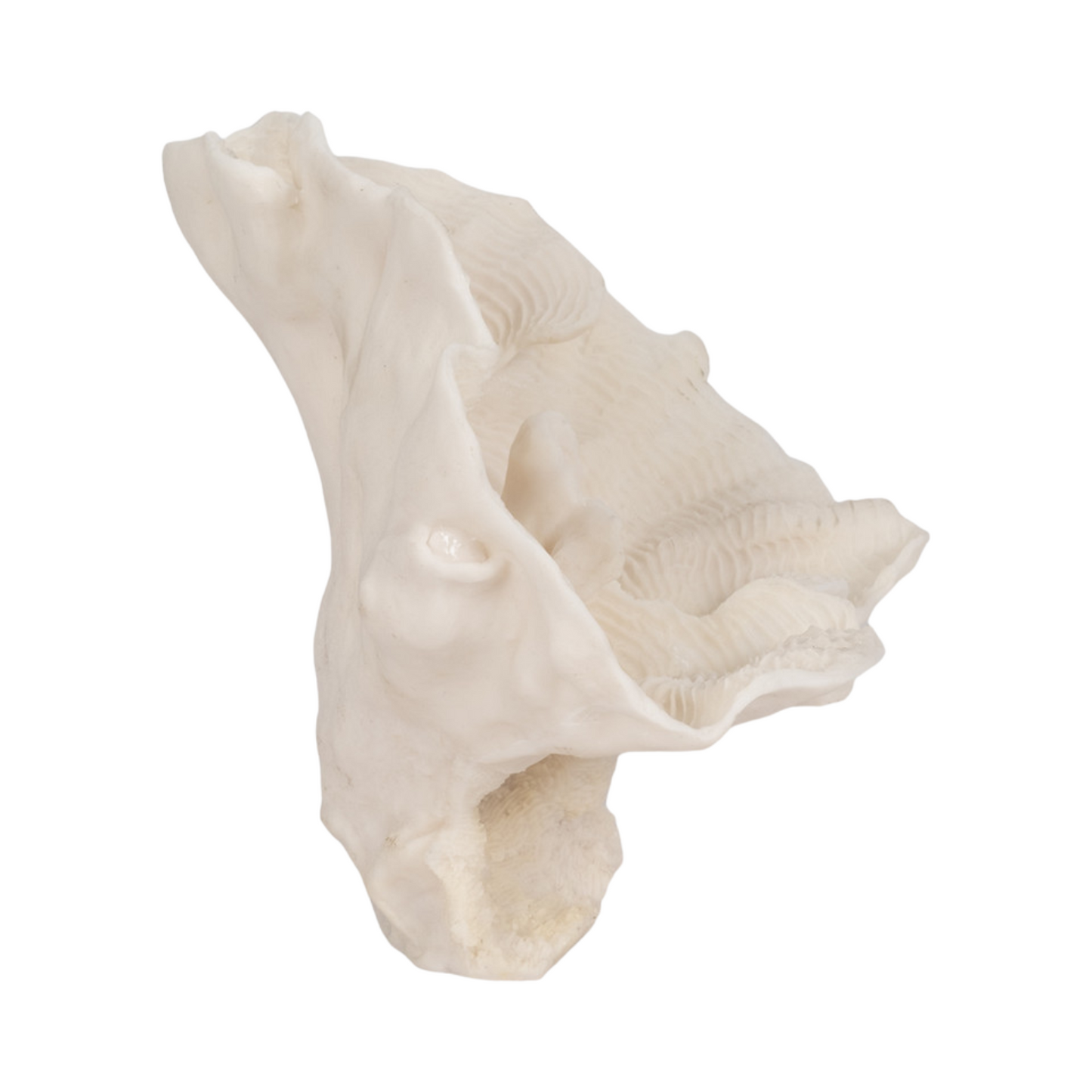 Centre de table en éventail de corail 